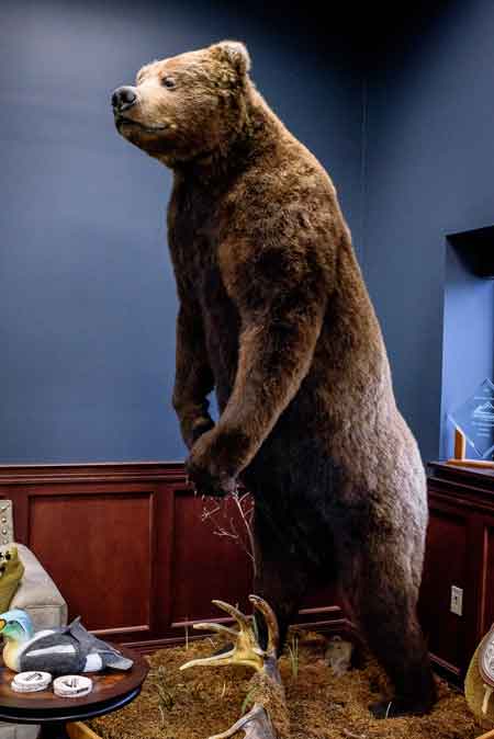 For most visitors, this big Brown Bear mount is the first thing they notice; it stands in the far corner – opposite the entrance. He’s a ten footer, taken in Alaska in 2009. For most visitors, this big Brown Bear mount is the first thing they notice; it stands in the far corner – opposite the entrance. He’s a ten footer, taken in Alaska in 2009.