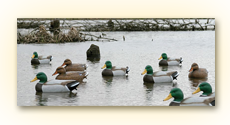 Decoys & Accessories
