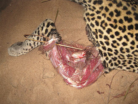 The hyena have sharp teeth and strong jaws; they easily tore away the skin from the right rear leg and emptied the contents of the stomach. The hyena have sharp teeth and strong jaws; they easily tore away the skin from the right rear leg and emptied the contents of the stomach.