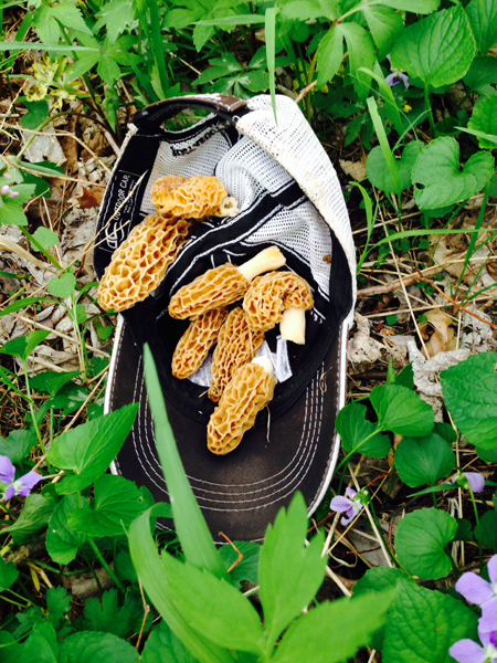 Morel mushrooms Morel mushrooms