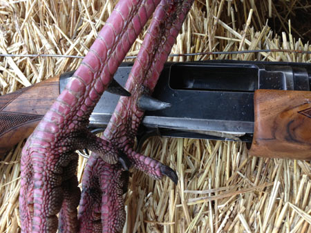 Turkey legs and Winchester Model 12 Turkey legs and Winchester Model 12