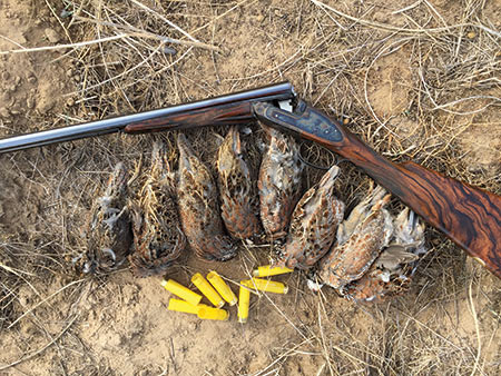 Larry's Short Stories #166 – Bobwhites in the Sand Hills Larry's Short Stories #166 – Bobwhites in the Sand Hills