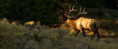 Elk