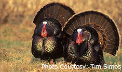 Two big Toms