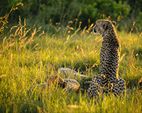 Sitting Cheetah
