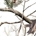 Realtree AP Snow