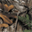 Realtree Xtra