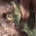 Mossy Oak Break-Up Country